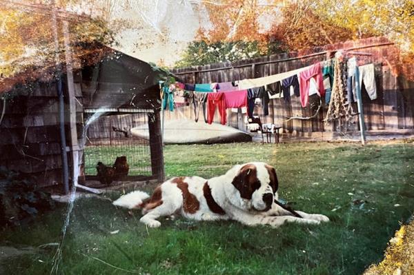 A big dog, chicken coop, and a fully loaded clothesline paint an idyllic scene.