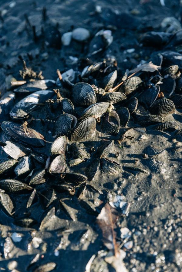 Clams are seen at Powell's Cove Park in Queens 