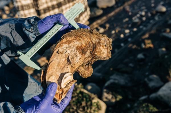 A volunteer measures a size of oyster at Powell's Cove Park