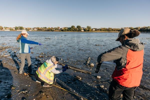 Volunteers work wild oyster survey at Powell's Cove Park in Queens