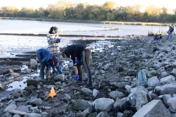 Volunteers work wild oyster survey at Powell's Cove Park in Queens